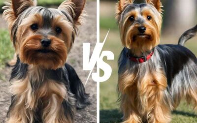Yorkie vs Silky Terrier: Twins or Frenemies?