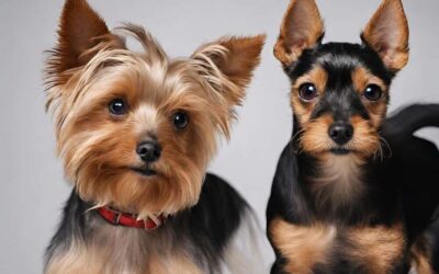 Yorkie vs Toy Fox Terrier: Uncovering the True Toy King!