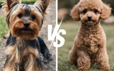 Yorkie vs Toy Poodle Comparison: Choose the Best Lap Dog!