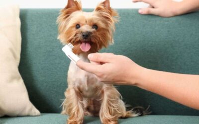Yorkie Dental Care: The Ultimate Guide to Keeping Your Dog’s Teeth Healthy