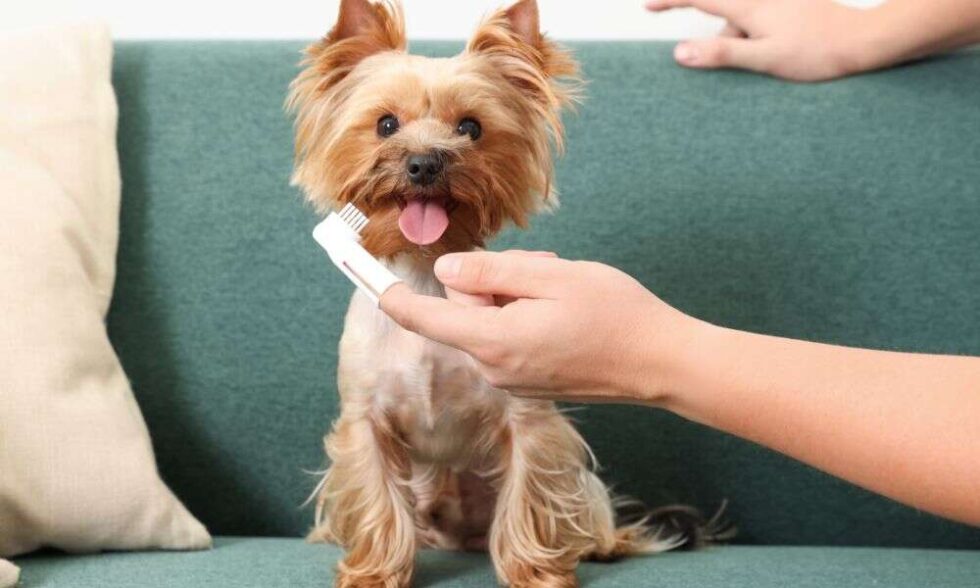 Yorkie Dental Care The Ultimate Guide to Keeping Your Dog's Teeth Healthy Yorkie Clothing