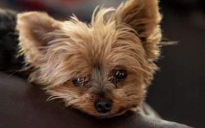 Yorkie Eye Care: Symptoms, Treatment, and Prevention