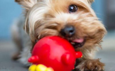 Best Yorkie Puppy Supplies: A Complete Guide