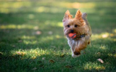 The Best Yorkie Exercise Routine