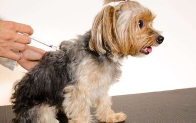 Yorkshire Terrier Vaccination Schedule: A Complete Guide